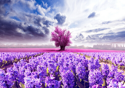 薰衣草的花語-薰衣草的作用