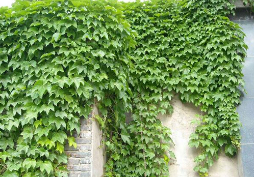 爬山虎的養(yǎng)護方法-爬山虎對家居環(huán)境的作用