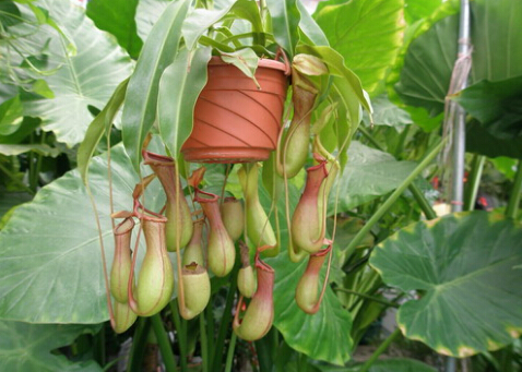 豬籠草的功效與作用-豬籠草對(duì)家居環(huán)境的影響