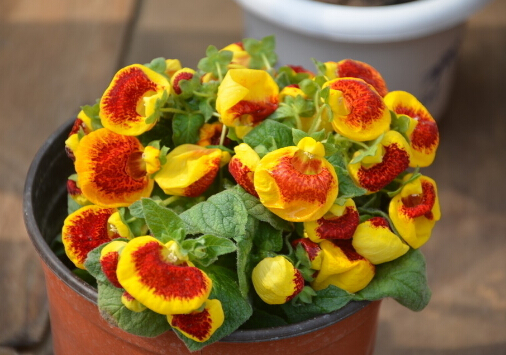 荷包花對環(huán)境的影響-荷包花的風水作用