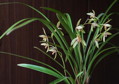 建蘭與家居風(fēng)格的搭配-建蘭的風(fēng)水學(xué)應(yīng)用