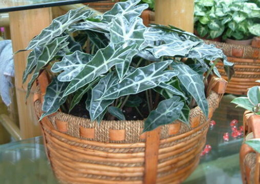 黑葉觀音蓮與家居風格的搭配-黑葉觀音蓮的風水學(xué)應(yīng)用