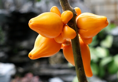 乳茄與家居風(fēng)格的搭配-乳茄在家居中的作用