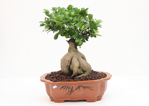 人參榕與家居風(fēng)格的搭配-人參榕的風(fēng)水學(xué)應(yīng)用