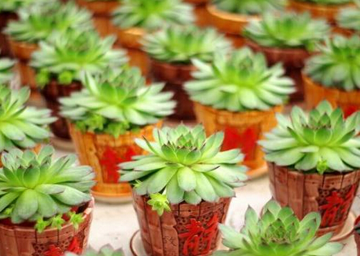 寶石花的風(fēng)水學(xué)應(yīng)用-寶石花在家居中的作用