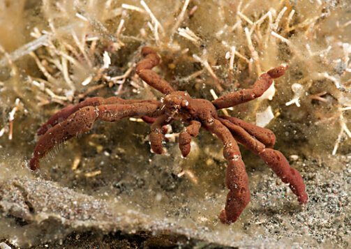 蜘蛛蟹的營(yíng)養(yǎng)價(jià)值-蜘蛛蟹的做法