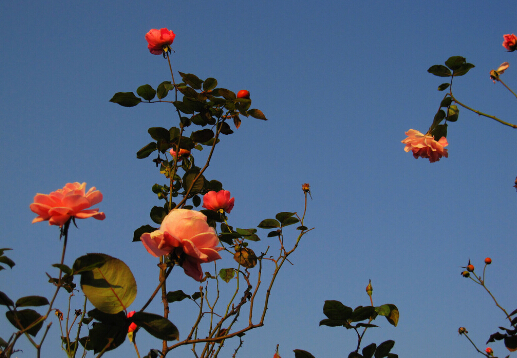 月季花對家居環(huán)境的影響-月季花的風(fēng)水學(xué)應(yīng)用