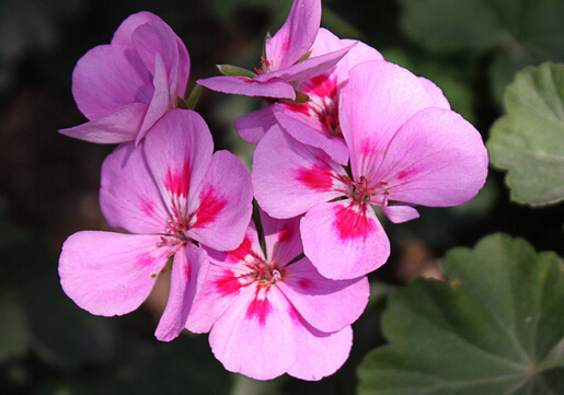 紫羅蘭的介紹-紫羅蘭對家居環(huán)境的影響