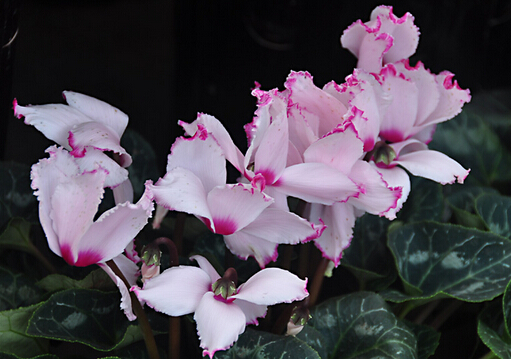 仙客來(lái)的介紹-仙客來(lái)的風(fēng)水學(xué)應(yīng)用