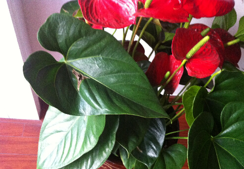 紅掌葉子發黃是什么原因？紅掌的養殖方法