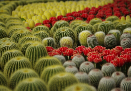 仙人球怎么養(yǎng)？仙人球防輻射嗎？