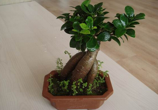 榕樹盆景怎么養？榕樹盆景如何進行病蟲害防治