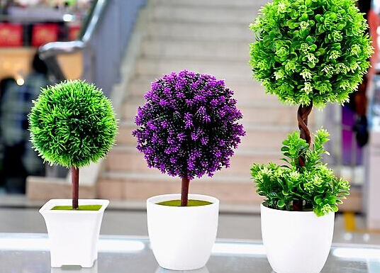 家里養什么植物好？家里養什么花風水好？