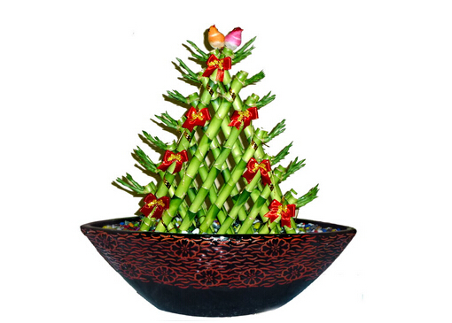 開運竹怎么養？開運竹養殖常見問題