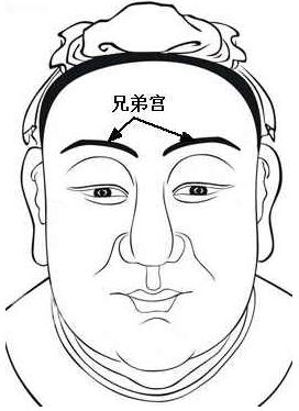 面相算命圖解：面相十二宮圖之兄弟宮