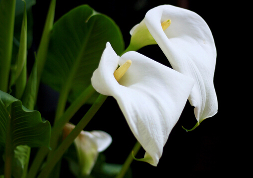 家里有孕婦能養(yǎng)馬蹄蓮嗎?馬蹄蓮有毒嗎?