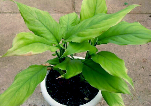 家里有孕婦能養綠蘿嗎？綠蘿有毒嗎？