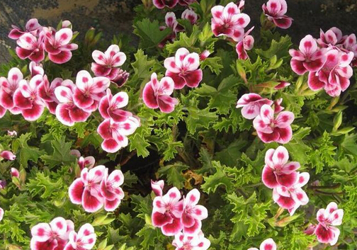 天竺葵有毒嗎？家里有孕婦能養天竺葵嗎？