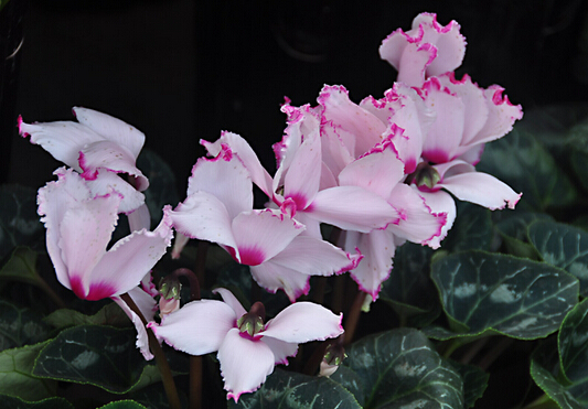 家里有孕婦能養仙客來嗎？仙客來有毒嗎？