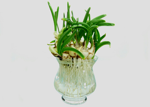 家里有孕婦能養(yǎng)水仙花嗎？水仙花的養(yǎng)殖方法和注意事項(xiàng)