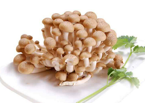 孕婦能吃蟹味菇嗎？吃蟹味菇有什么好處