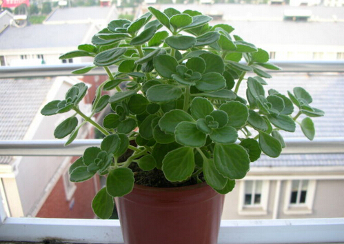 碰碰香有毒嗎?家里有寶寶能養(yǎng)碰碰香嗎?