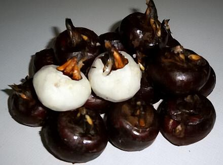 寶寶能吃荸薺嗎?寶寶吃荸薺的做法