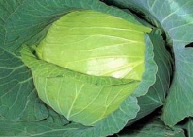 寶寶能吃卷心菜嗎？寶寶吃卷心菜有什么好處