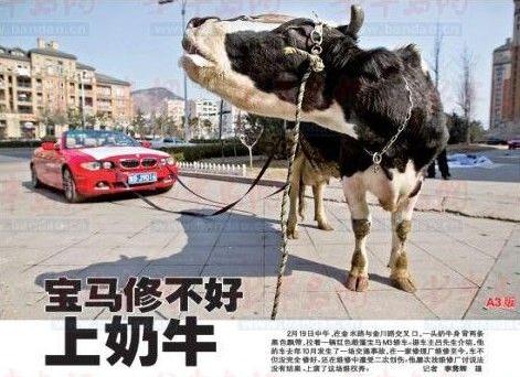 奶牛拉著“寶馬車”上馬路，車主維修受挫上演“維權秀”