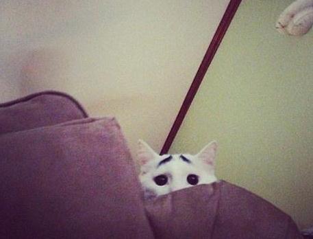 八字眉囧貓山姆網(wǎng)絡(luò)爆紅,細(xì)數(shù)囧貓愁眉苦臉的賣萌囧照