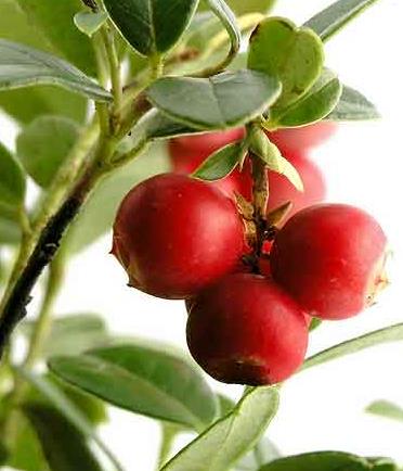 孕婦能吃蔓越莓嗎？孕婦吃蔓越莓有什么好處