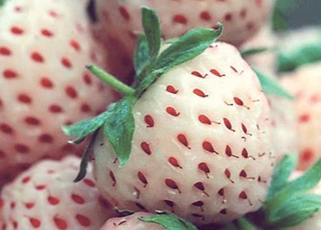 孕婦吃菠蘿莓有什么好處？孕婦吃菠蘿莓的注意事項