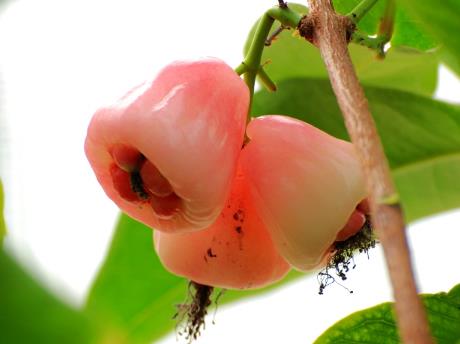 孕婦能吃水蒲桃嗎？孕婦吃水蒲桃有什么好處