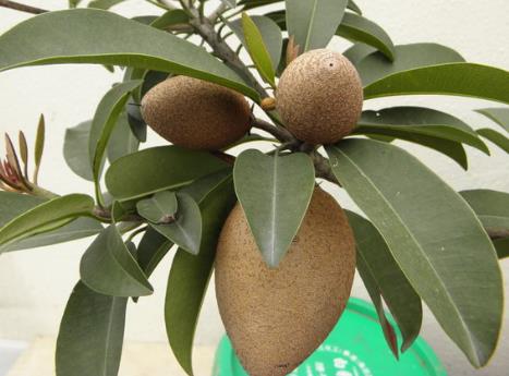 孕婦能吃人心果嗎?孕婦吃人心果有什么好處