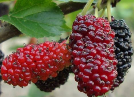 孕婦可以吃桑葚嗎？孕婦吃桑葚有什么好處