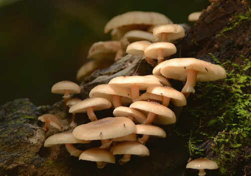 產(chǎn)婦可以吃蘑菇嗎？產(chǎn)婦吃蘑菇的做法