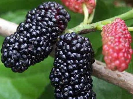 產婦可以吃桑葚嗎？產婦吃桑葚有什么好處