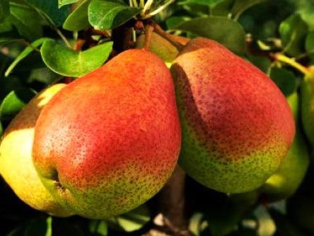 哺乳期能吃梨嗎？哺乳期吃梨有什么好處