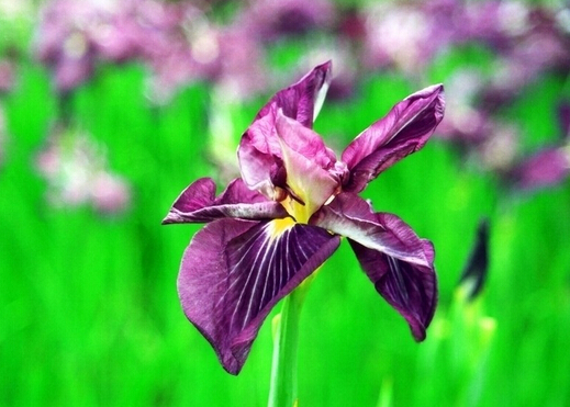 菖蒲的功效與作用-菖蒲的分類與選購技巧