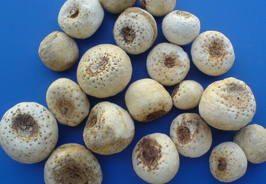 半夏的功效與作用-半夏的介紹