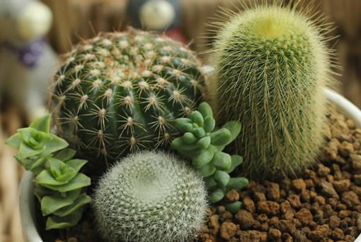 仙人球/仙人掌防輻射嗎？電腦族工作者如何防輻射