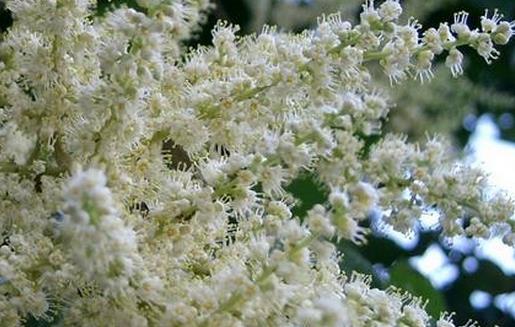 足癬的治療偏方 還不趕緊get