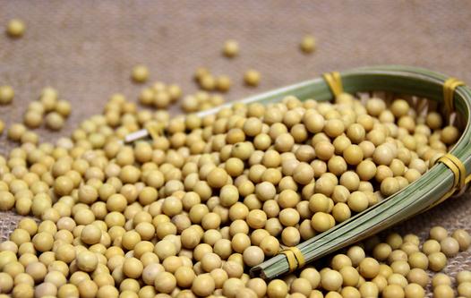 吃黃豆有什么好處？吃黃豆讓你更聰明！