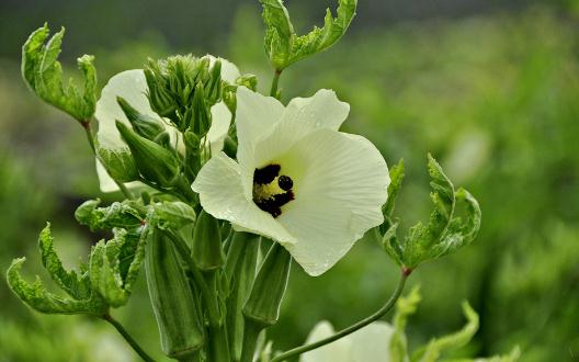 秋葵有什么營養?秋葵的功效