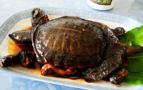 甲魚血能吃嗎？甲魚血怎么吃最好