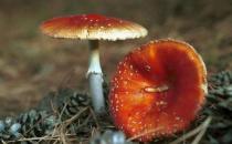 食用野菜有哪些注意事項？哪些野菜不可以吃