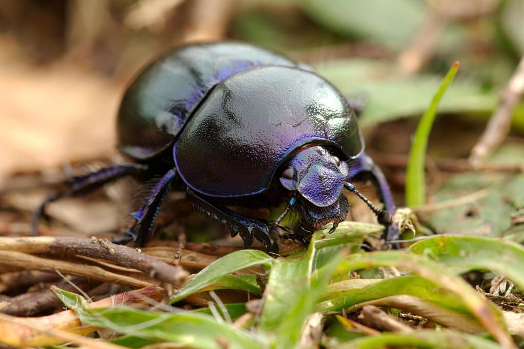 屎殼郎：“自然界清道夫”養成記