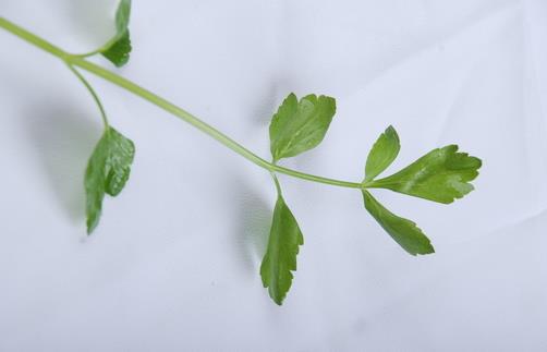 蛀牙怎么辦？ 教你如何用食物防治蛀牙