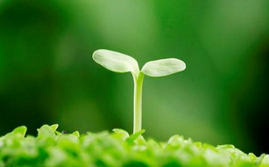 中國民間美容食療方:燕窩冰糖粥