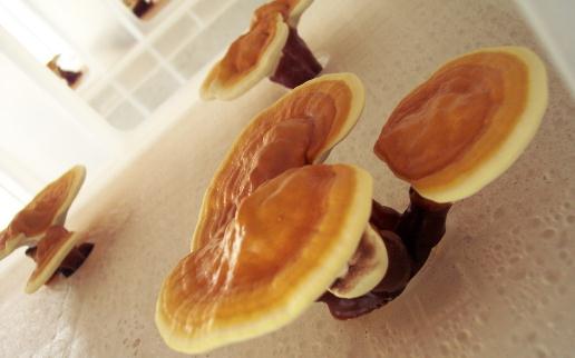 冬季進補食療方:靈芝煲烏龜的做法